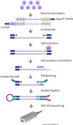 Frontiers | Targeted RNA-Based Oxford Nanopore Sequencing for Typing 12 ...