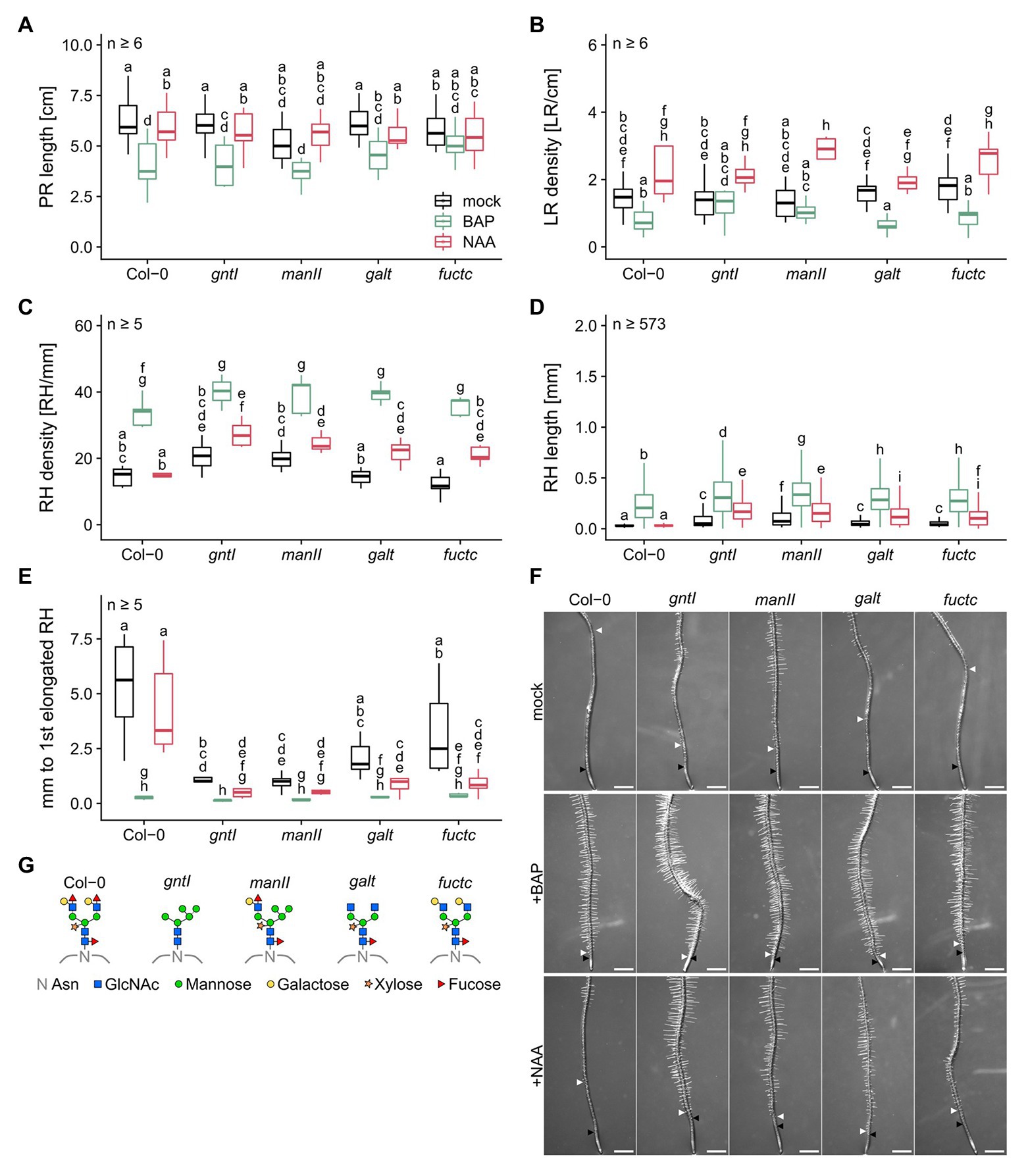 Frontiers Complex Type N Glycans Influence The Root Hair Landscape Of Arabidopsis Seedlings By Altering The Auxin Output Plant Science