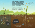 Frontiers | Crops for Carbon Farming | Plant Science