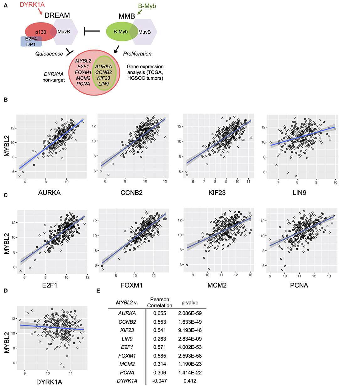 Frontiers | Oncogenic B-Myb Is Associated With Deregulation Of The ...