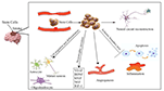 Frontiers | Insight Into The Mechanisms And The Challenges On Stem Cell ...