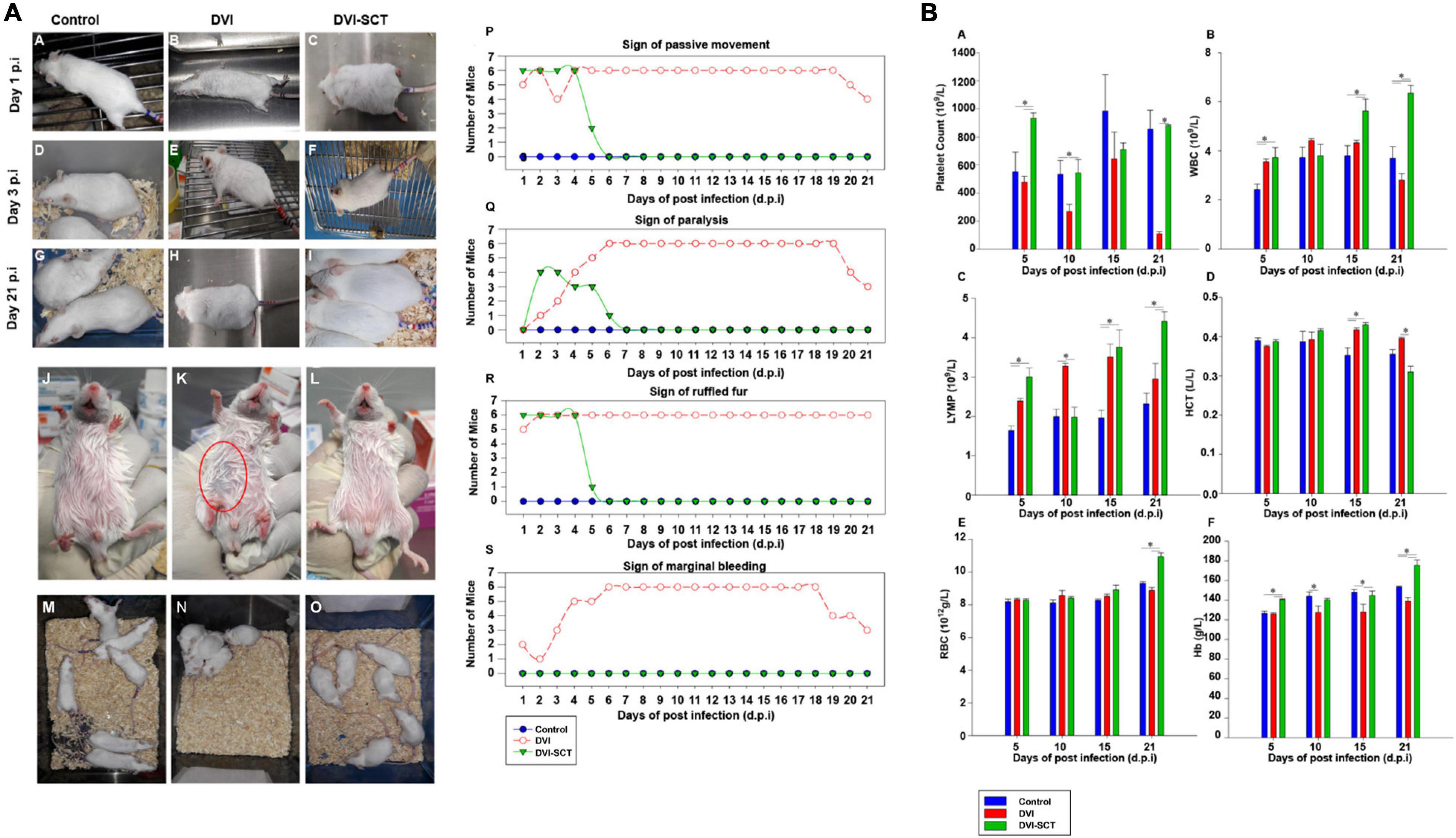 Frontiers  Stem Cell Therapy in Dengue Virus-Infected BALB/C Mice 