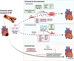 Frontiers | Cardiac Regeneration: New Insights Into the Frontier of ...