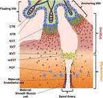 Frontiers | Autophagy Process in Trophoblast Cells Invasion and ...