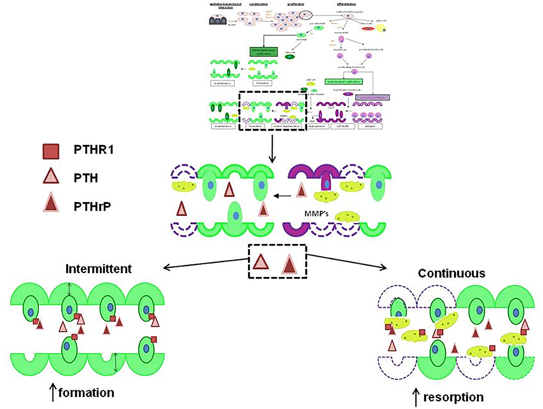 Frontiers Roles Of Parathyroid Hormone Related Protein PTHrP And Its Receptor PTHR In