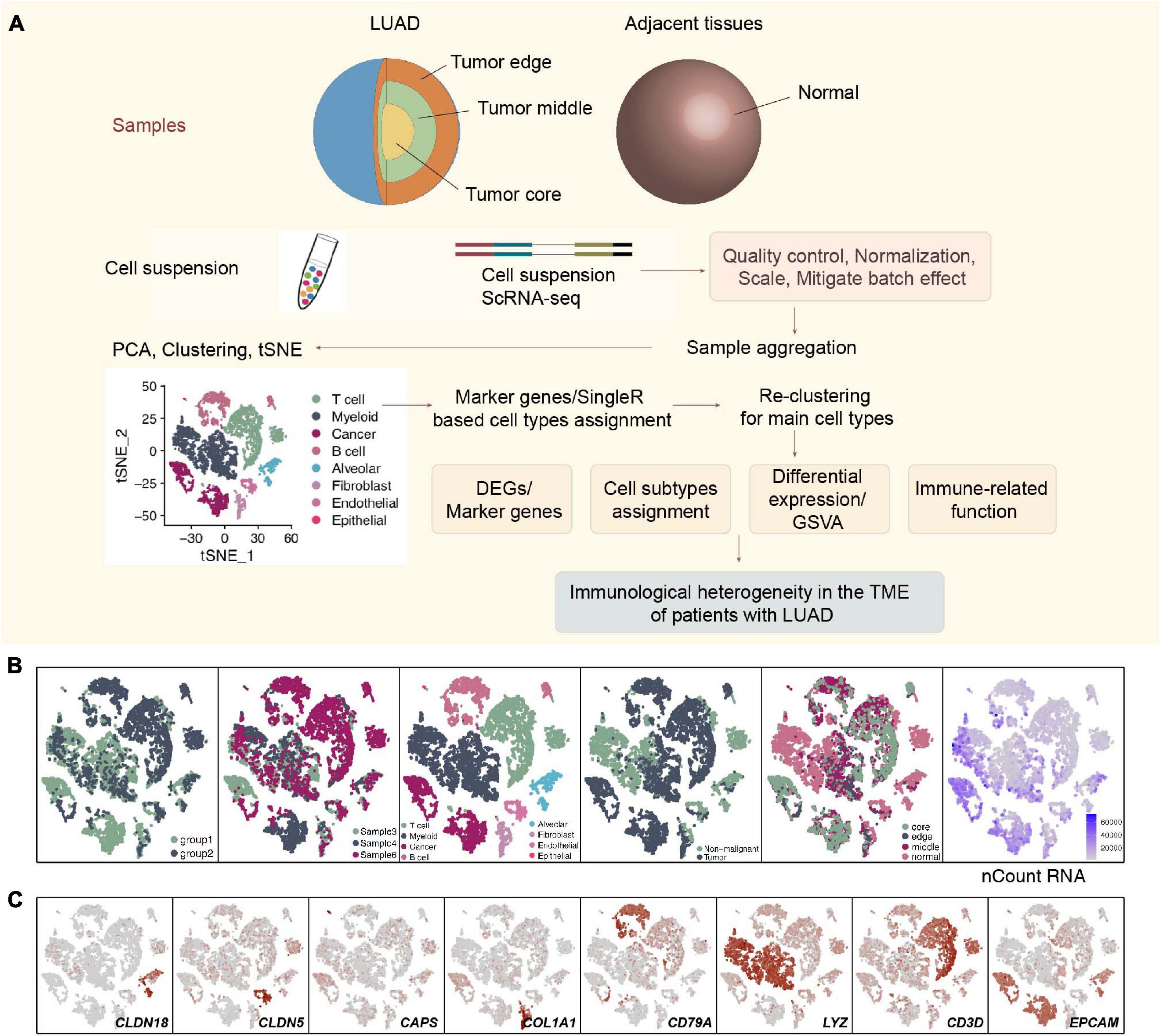 Frontiers | Single-Cell Analysis Reveals Spatial Heterogeneity Of ...