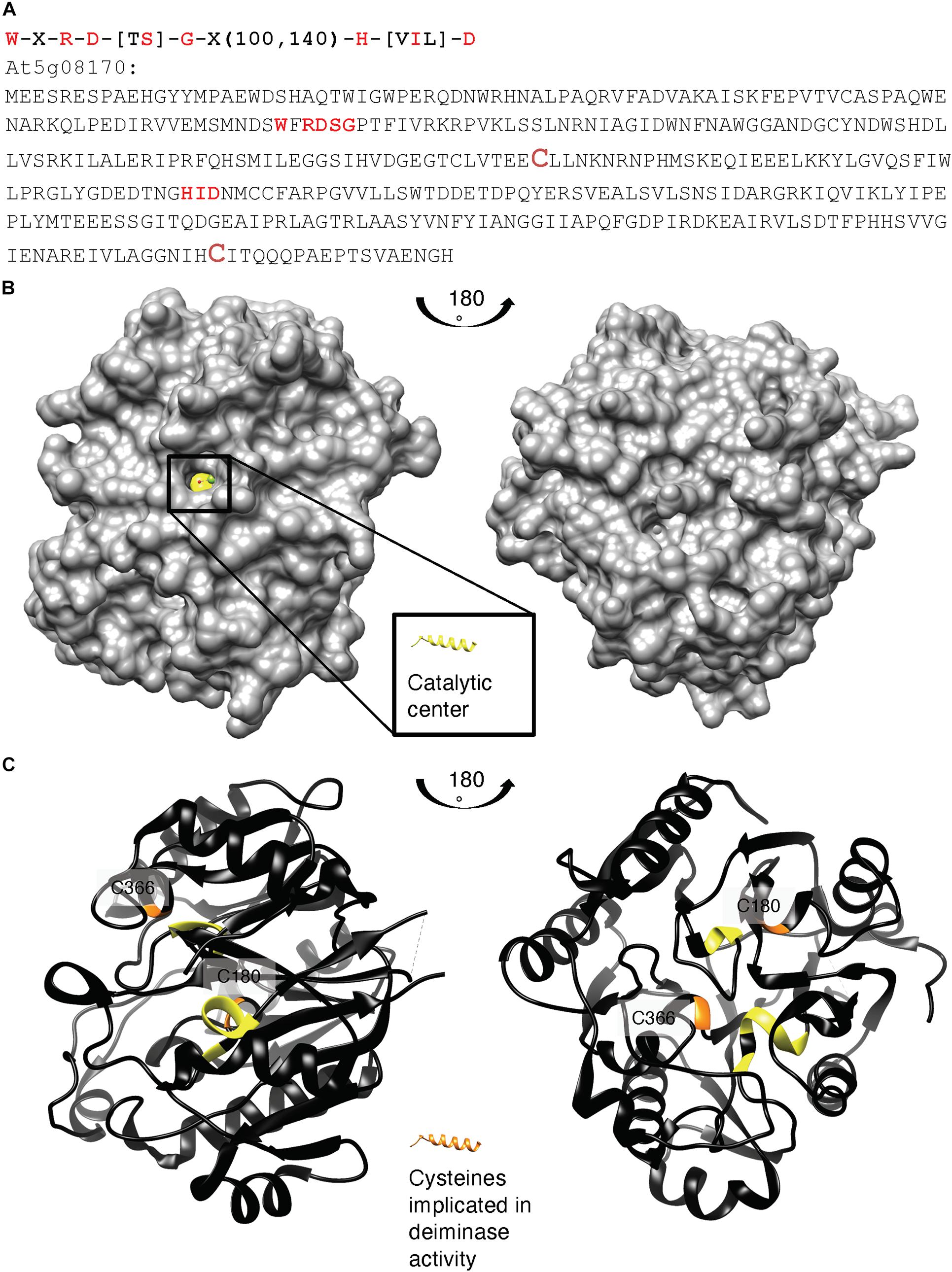 Frontiers  Citrullination of Proteins as a Specific Response