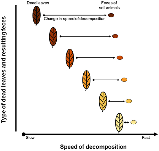 图3——通过将枯叶转换为粪便、土壤动物影响枯叶分解的速度。