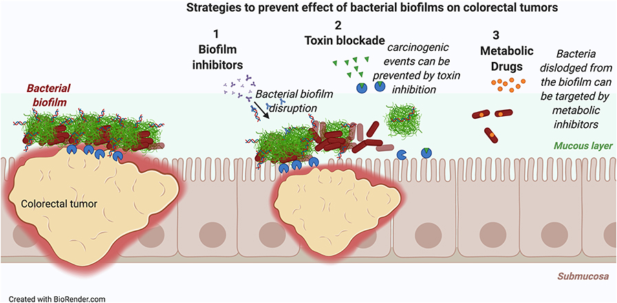 Frontiers | Microbiome or Infections: Amyloid-Containing Biofilms as a