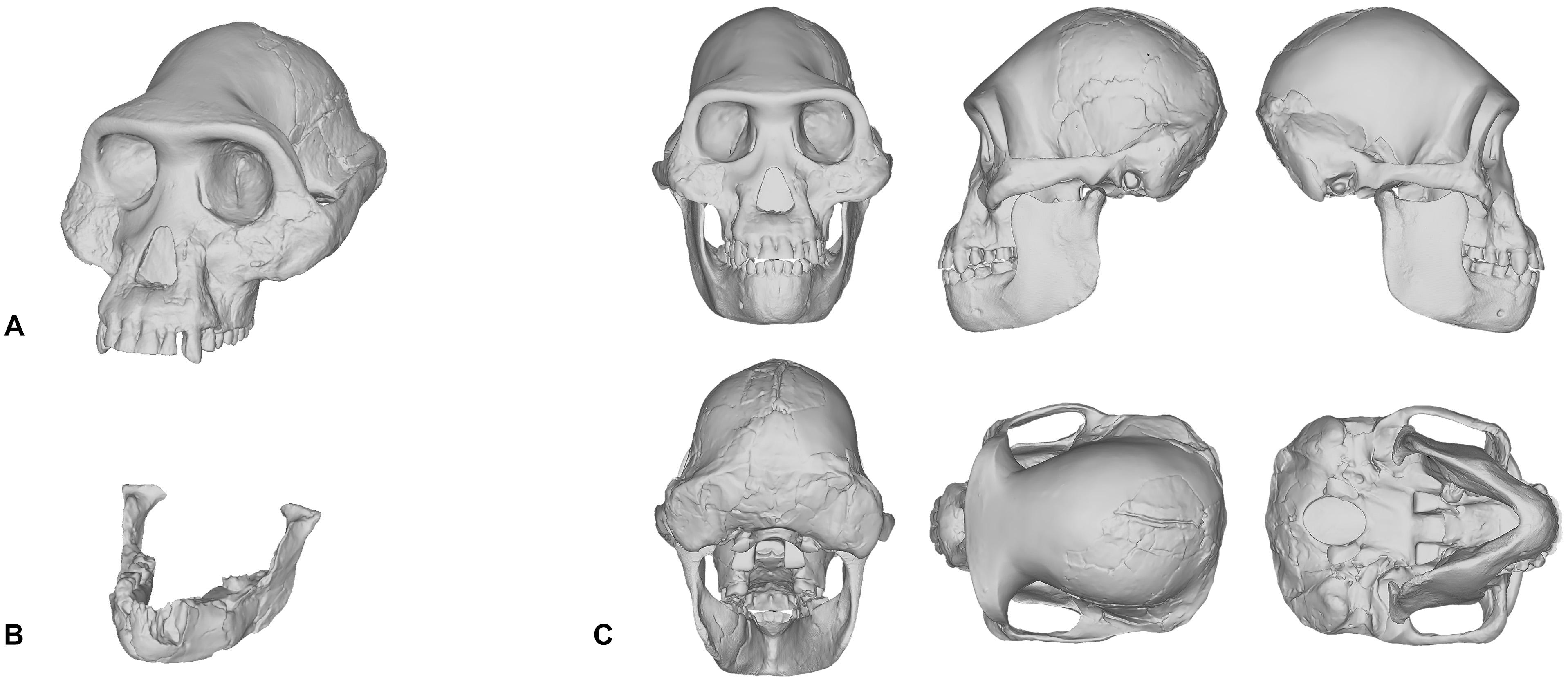 australopithecus sediba pelvis