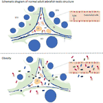 Frontiers | Obesity Causes Abrupt Changes in the Testicular Microbiota ...