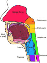 Frontiers | Diagnostic Utility of Radiomics in Thyroid and Head and ...