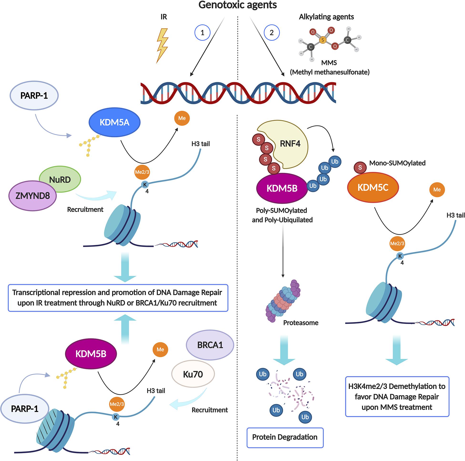 Frontiers | The Role of Histone Lysine Methylation in the Response of ...