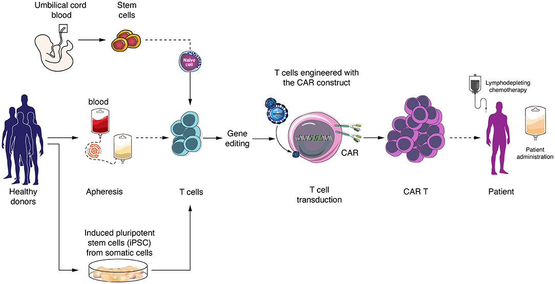 t cell gene therapy