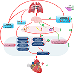 Frontiers | Ganglionated Plexi Ablation Suppresses Chronic Obstructive ...