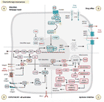 Frontiers | Molecular Mechanisms of Chemotherapy Resistance in Head and ...