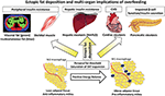 Frontiers | The Impact of Macronutrient Intake on Non-alcoholic Fatty ...