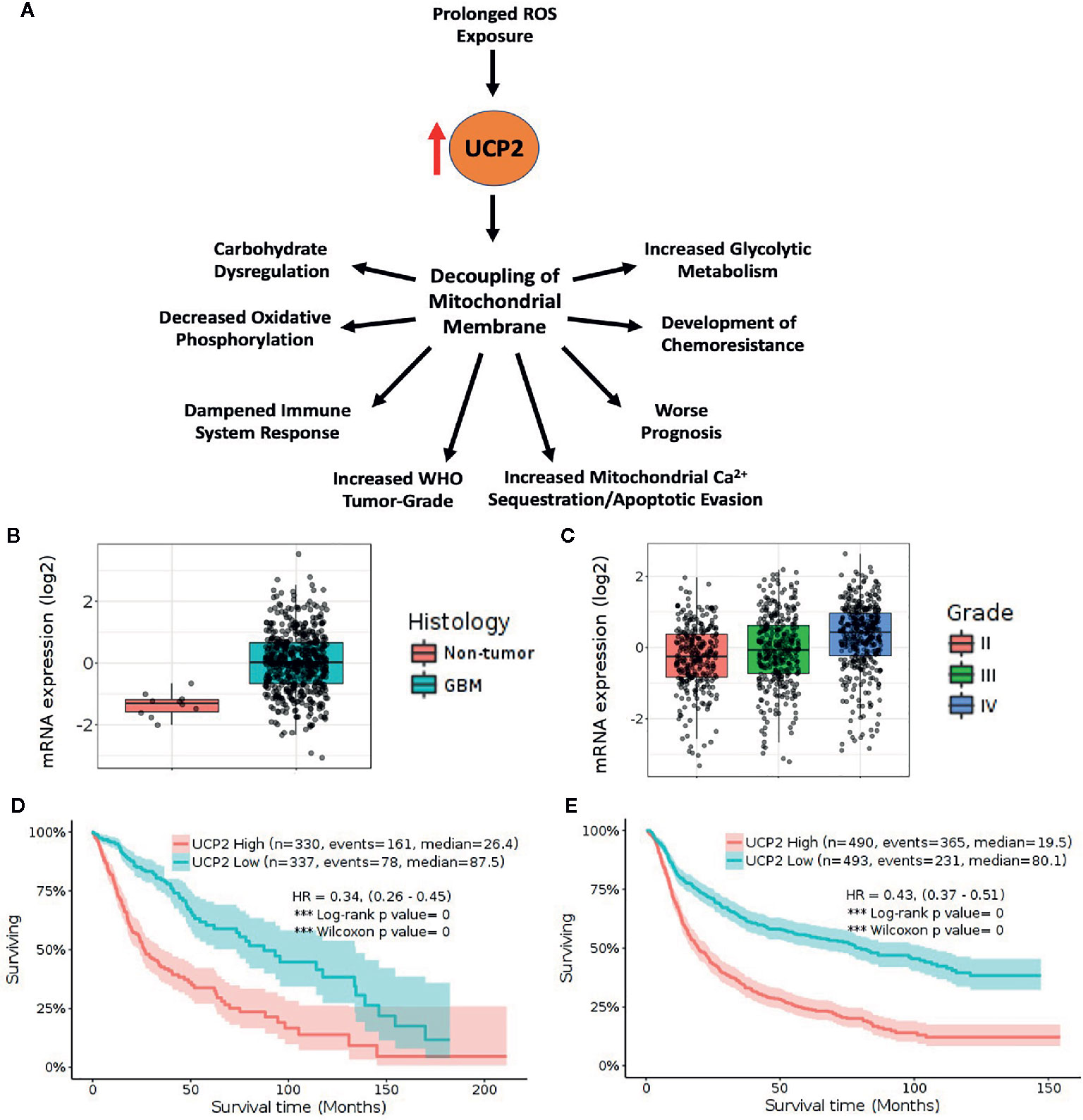 Frontiers Ucp2 As A Potential Biomarker For Adjunctive Metabolic Therapies In Tumor Management Oncology