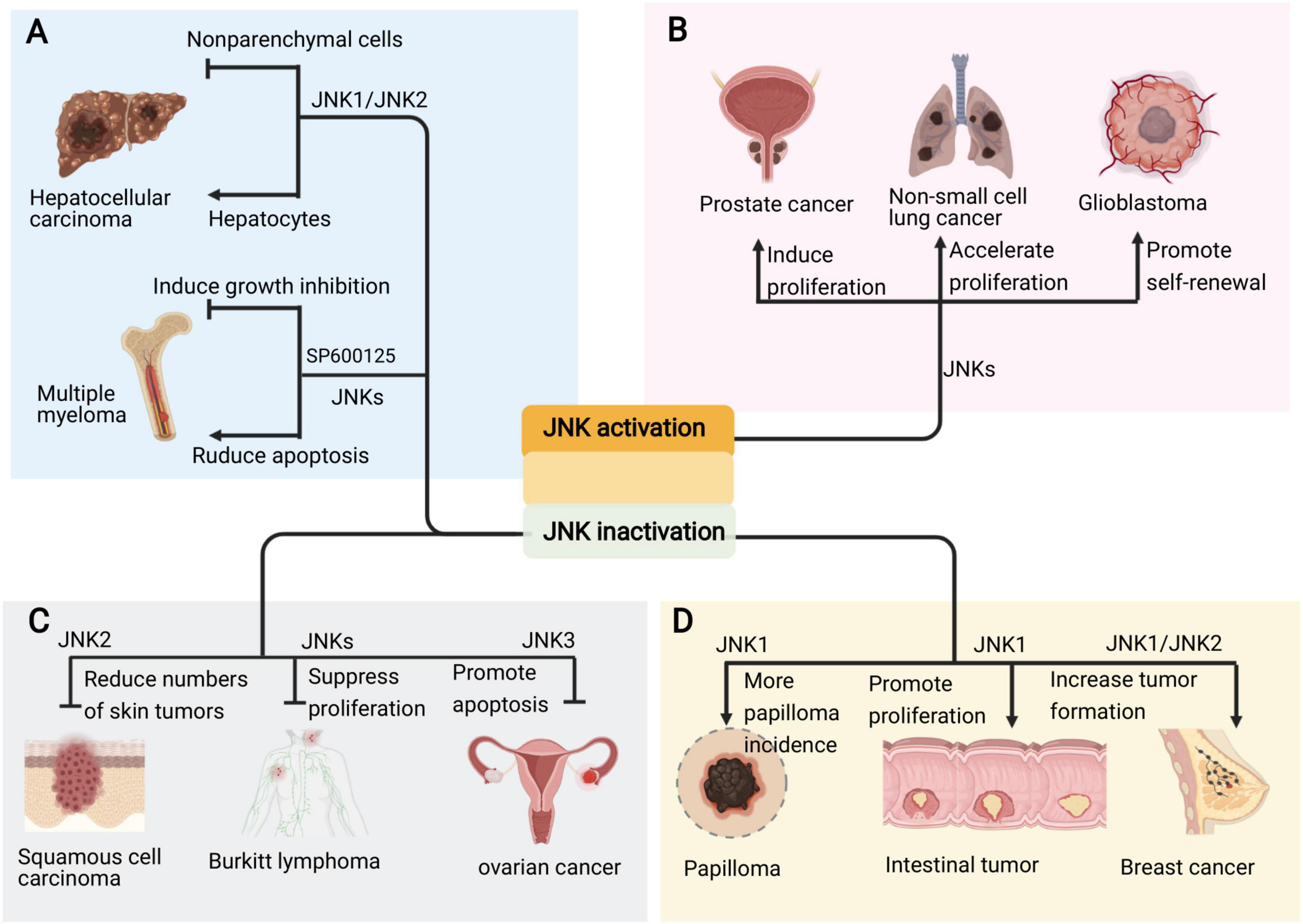 Frontiers | Pathophysiological Significance of WDR62 and JNK 