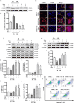 Frontiers | Doxycycline Induces Apoptosis of Brucella Suis S2 Strain ...