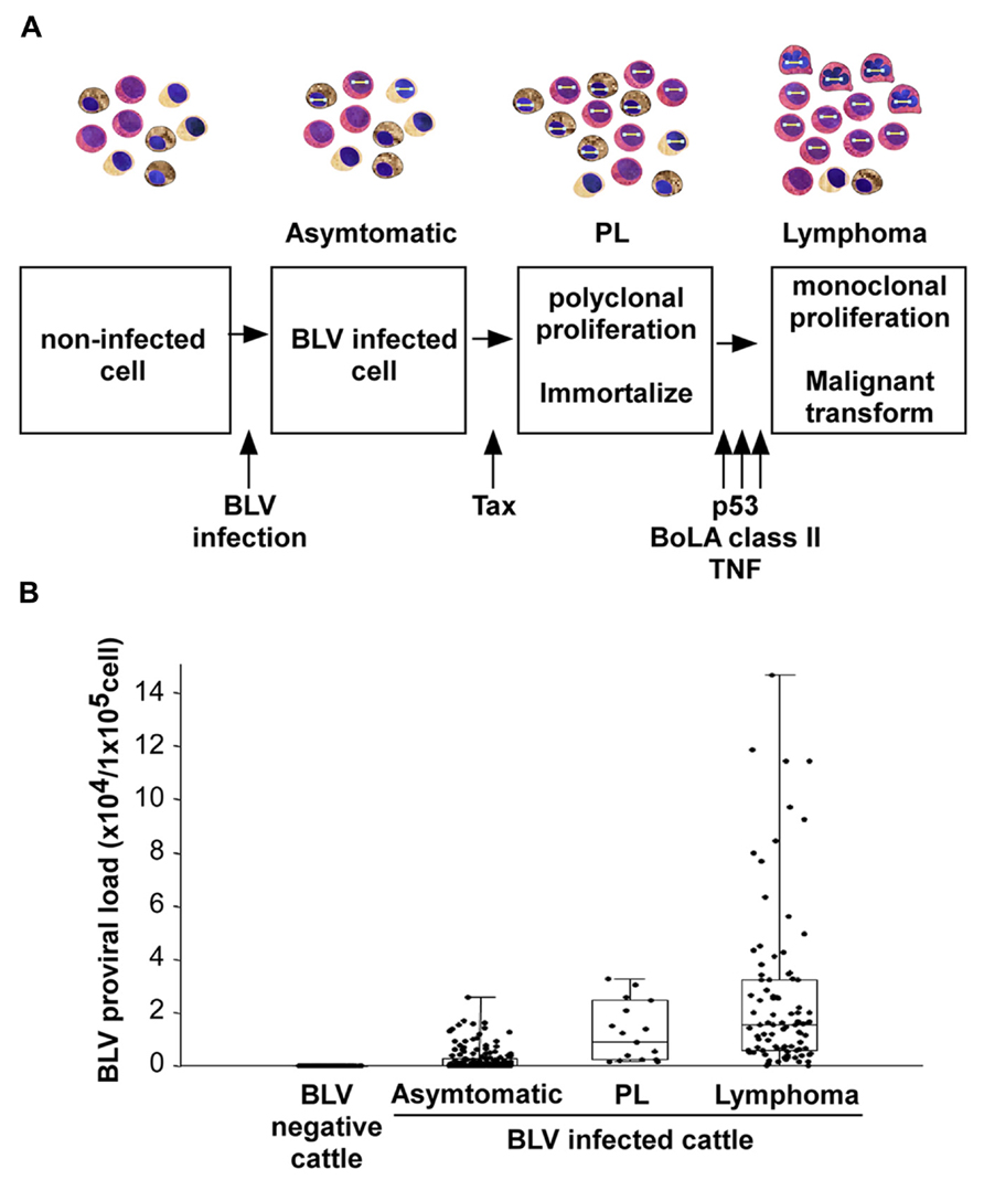 Frontiers Mechanisms Of Pathogenesis Induced By Bovine Leukemia Virus