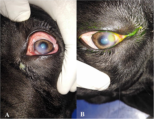 can dogs give cats pink eye