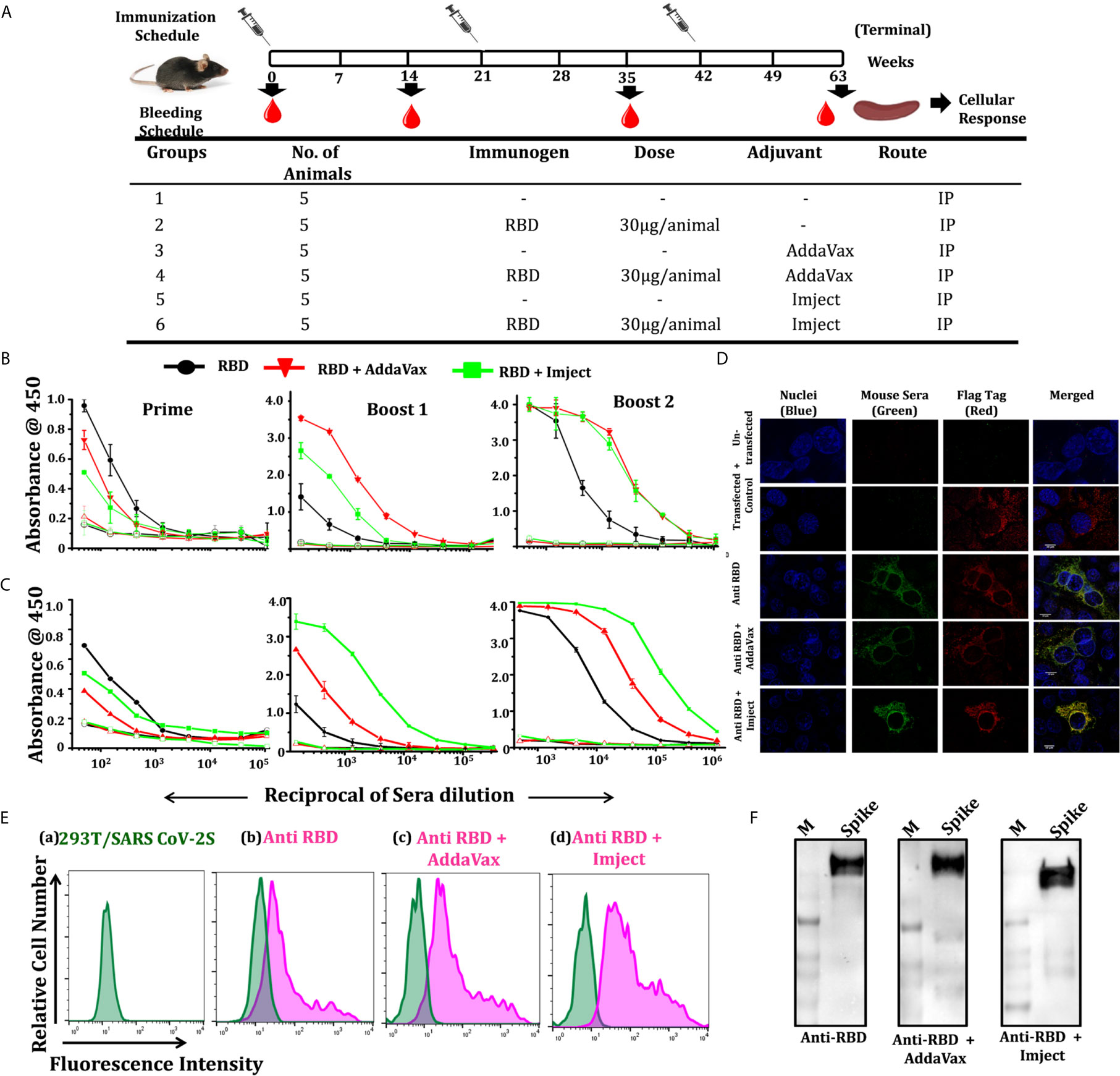 Frontiers Comparative Immunomodulatory Evaluation Of The Receptor Binding Domain Of The Sars