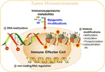 Frontiers | Metabolites in the Tumor Microenvironment Reprogram ...