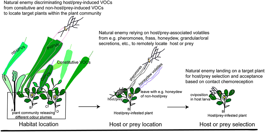 Frontiers Exploring The Kairomone Based Foraging Behaviour Of Natural Enemies To Enhance Biological Control A Review Ecology And Evolution
