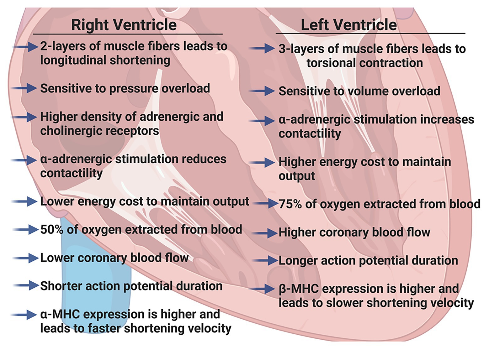 Pressure In The Left Ventricle Outlet Cheap Save 61 Jlcatj gob mx