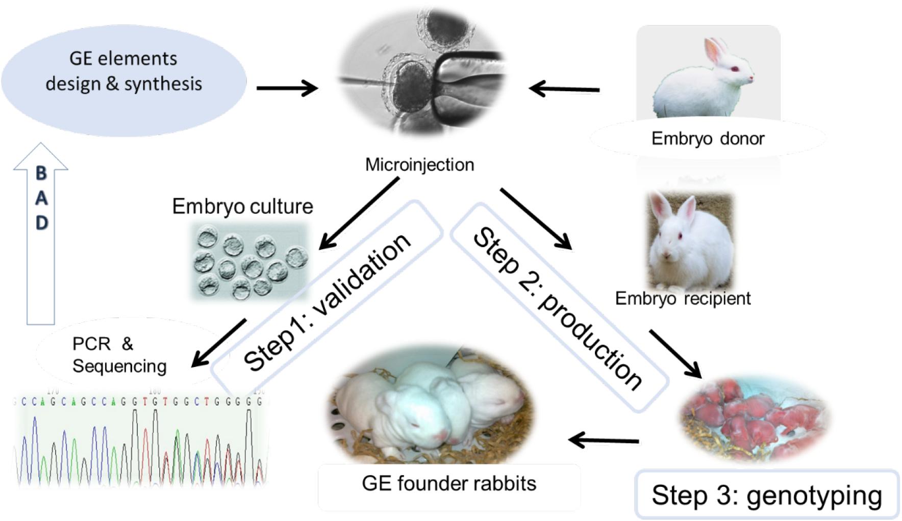 Frontiers | Gene Editing in Rabbits: Unique Opportunities for ...