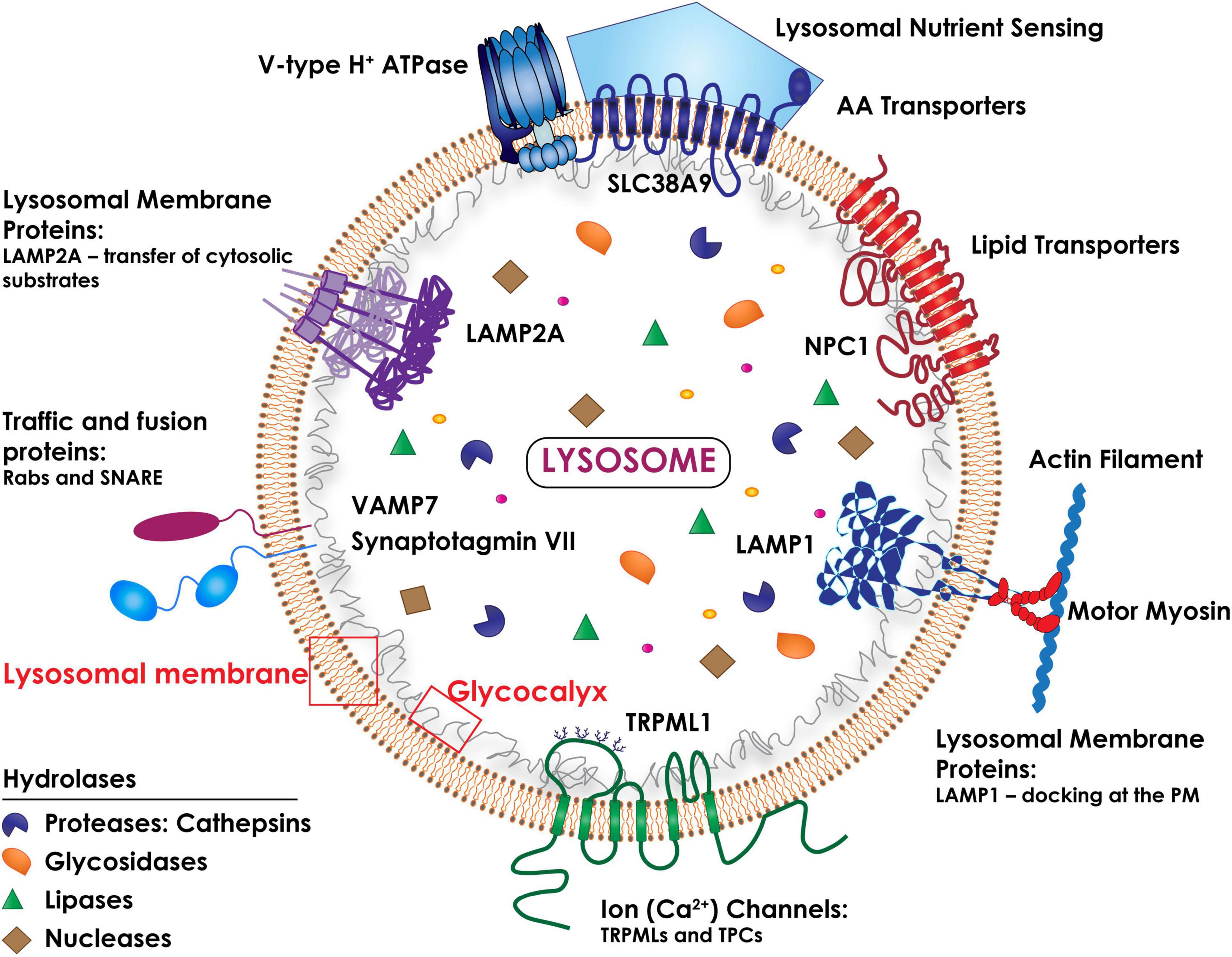 Frontiers | Lysosomes and Cancer Progression: A Malignant Liaison