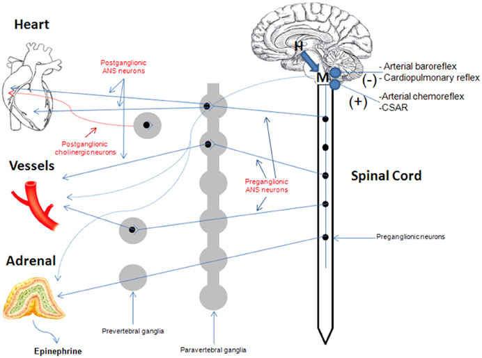 Frontiers | Physiology and pharmacology of the cardiovascular ...