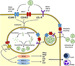 Frontiers | Rhinovirus: A Narrative Review on Its Genetic ...