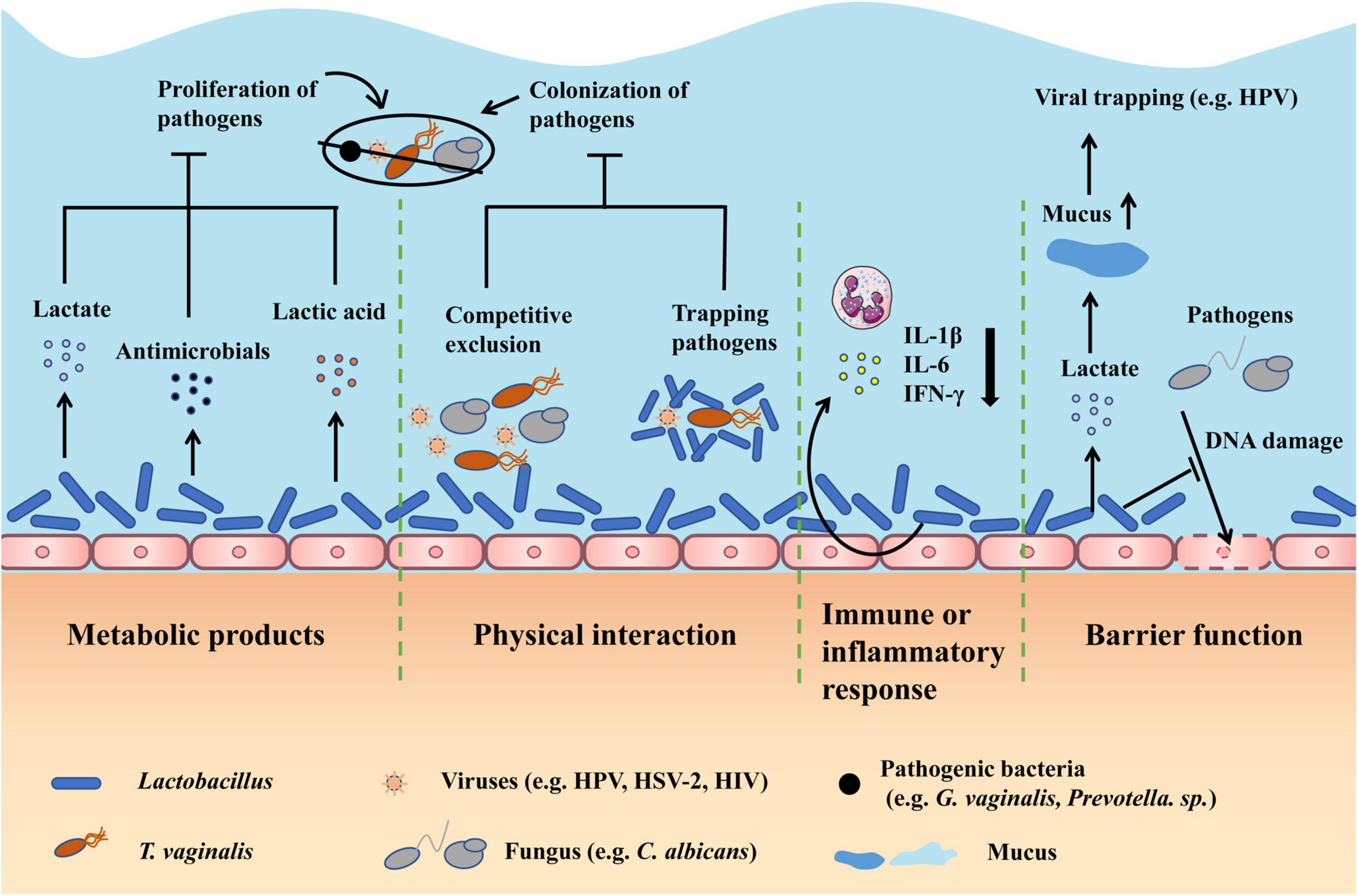 Frontiers  Interactions between microbiota and cervical