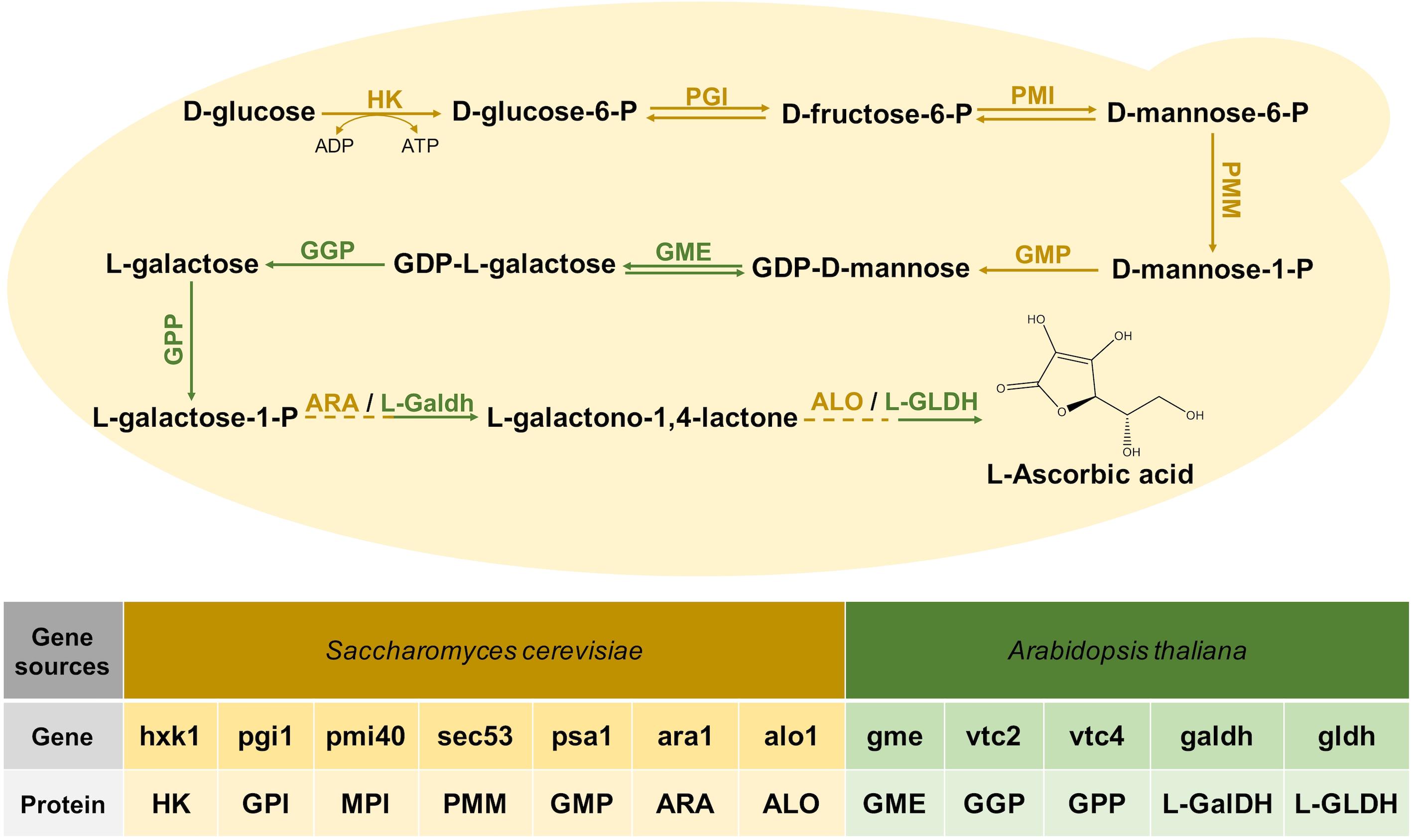 Frontiers | One-Step Biosynthesis of Vitamin C in Saccharomyces cerevisiae