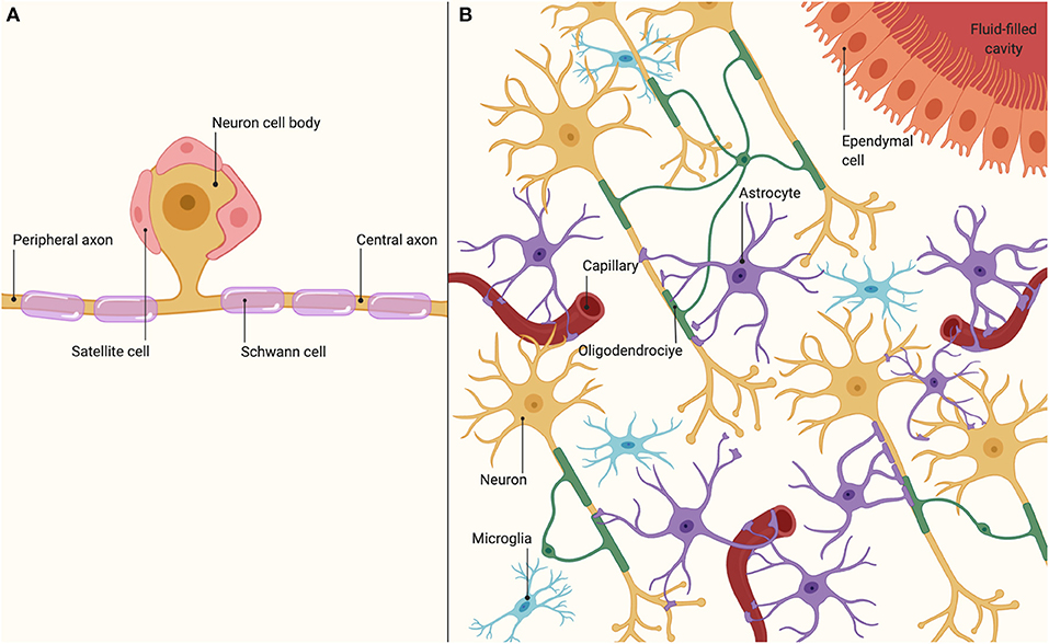 Frontiers | Biomaterials for Neural Tissue Engineering