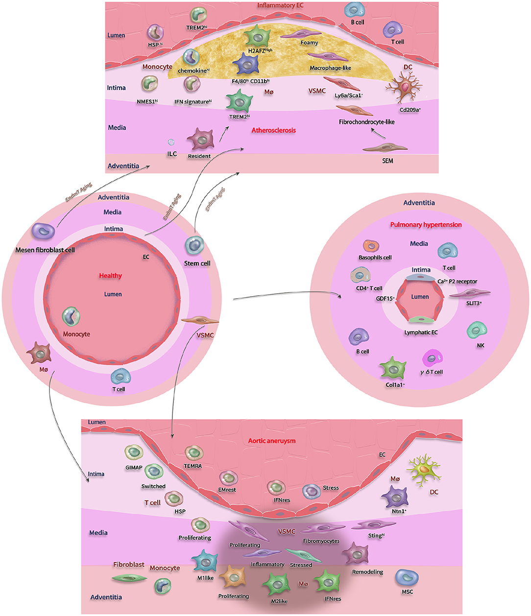 Frontiers  Splenic protection network revealed by transcriptome