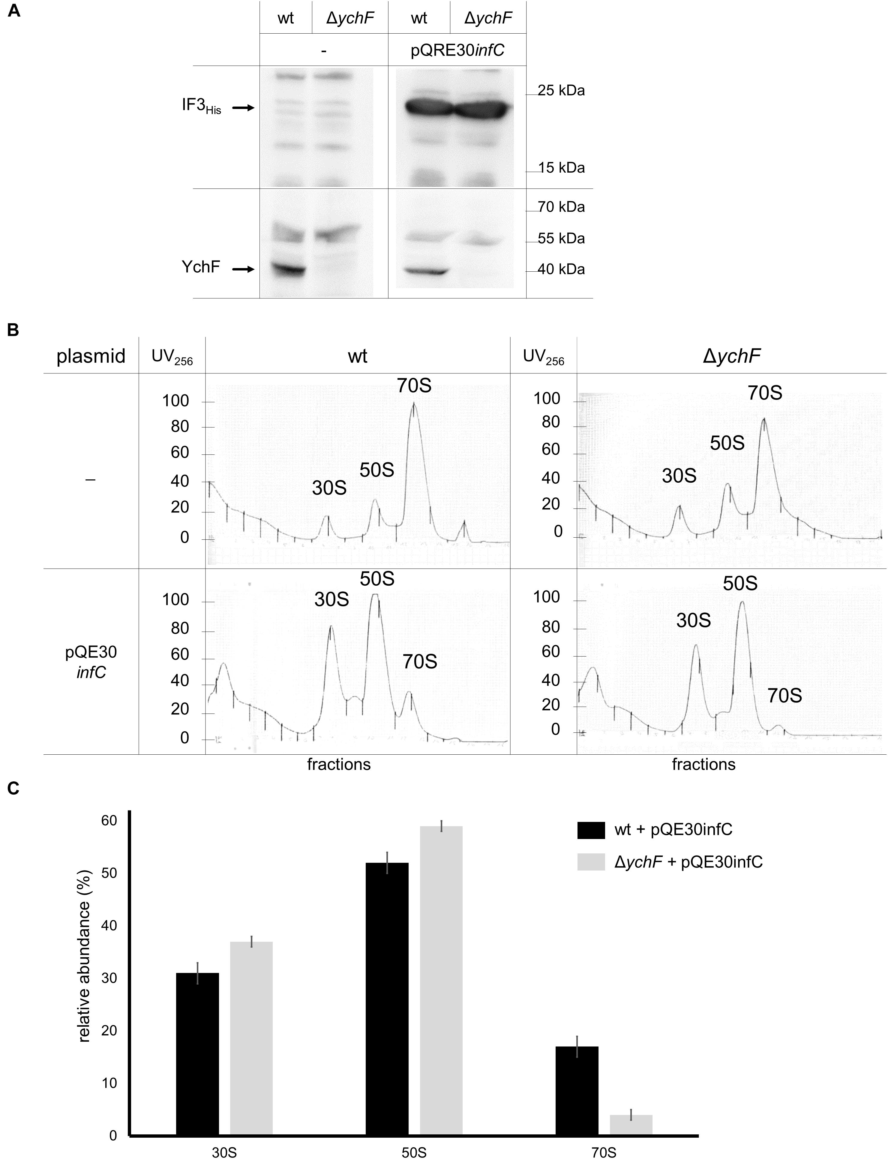Frontiers The Universally Conserved Atpase Ychf Regulates Translation Of Leaderless Mrna In Response To Stress Conditions Molecular Biosciences