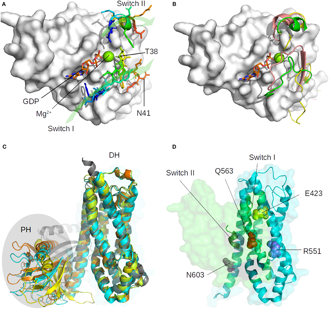 Frontiers  Structural Design and Analysis of the RHOA-ARHGEF1 Binding  Mode: Challenges and Applications for Protein-Protein Interface Prediction