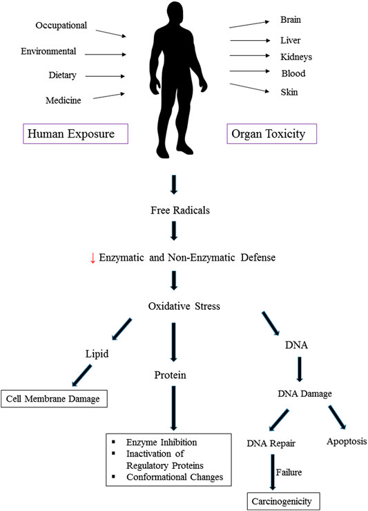 Mechanisms of toxicity of mercury.