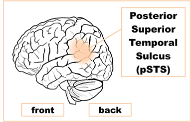 图1 -颞后上沟(pSTS)是大脑中与发展社会理解和同理心有关的区域。
