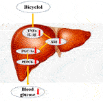 Frontiers | Bicyclol Regulates Hepatic Gluconeogenesis in Rats with ...