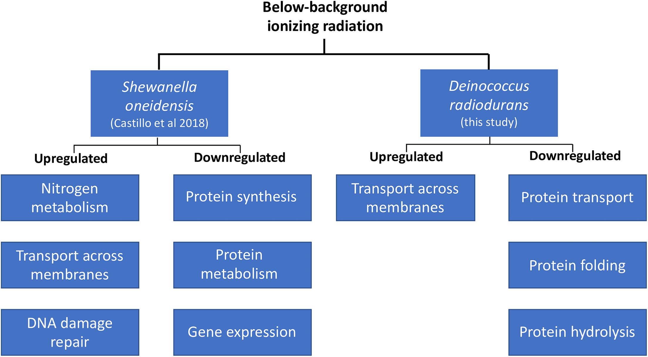 Metabolic engineering of Deinococcus radiodurans for pinene