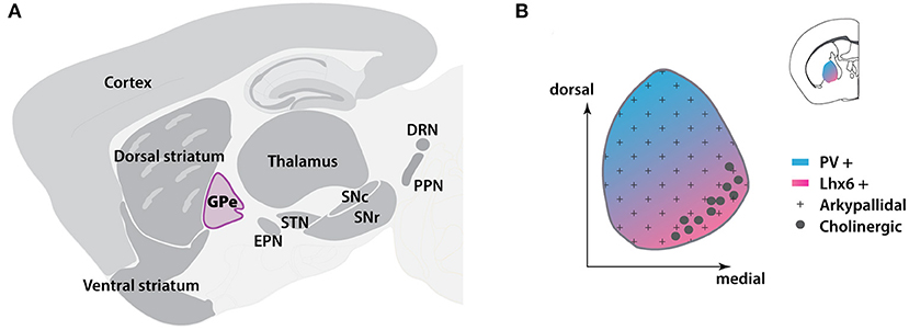 Frontiers Connectivity And Functionality Of The Globus Pallidus Externa Under Normal Conditions And Parkinson S Disease Frontiers In Neural Circuits