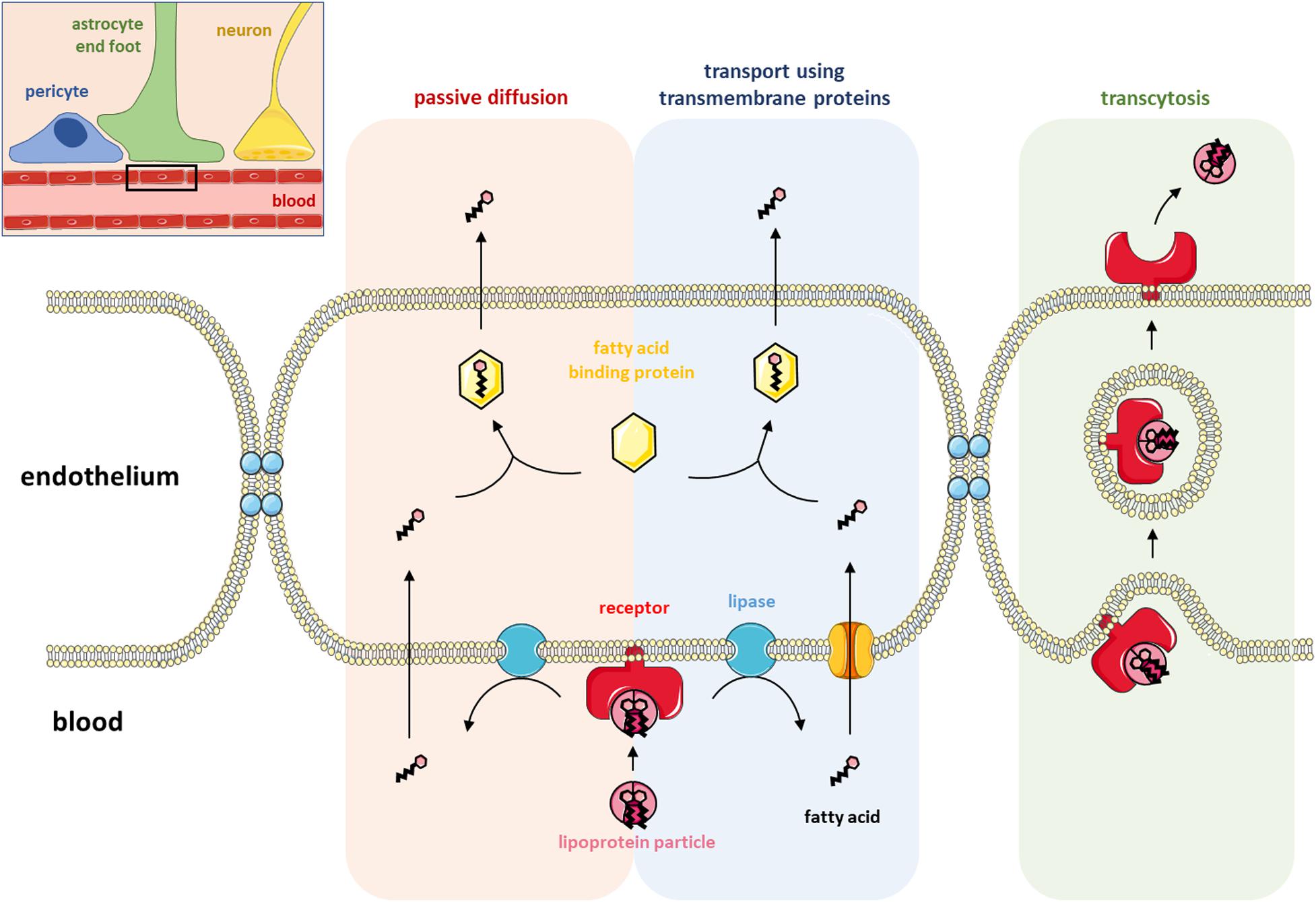 Frontiers Lipid Transport And Metabolism At The Blood Brain Interface