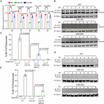 Frontiers | Dynamic Histone H3 Modifications Regulate Meiosis ...