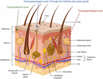 Frontiers | Enhancing Permeation of Drug Molecules Across the Skin via ...