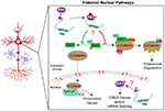 Frontiers | Tau: A Signaling Hub Protein | Molecular Neuroscience