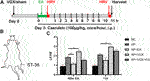 Frontiers | Electroacupuncture Ameliorates Acute Pancreatitis: A Role ...